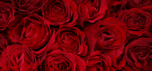 ValentinesDay.com.au - Valentines Day